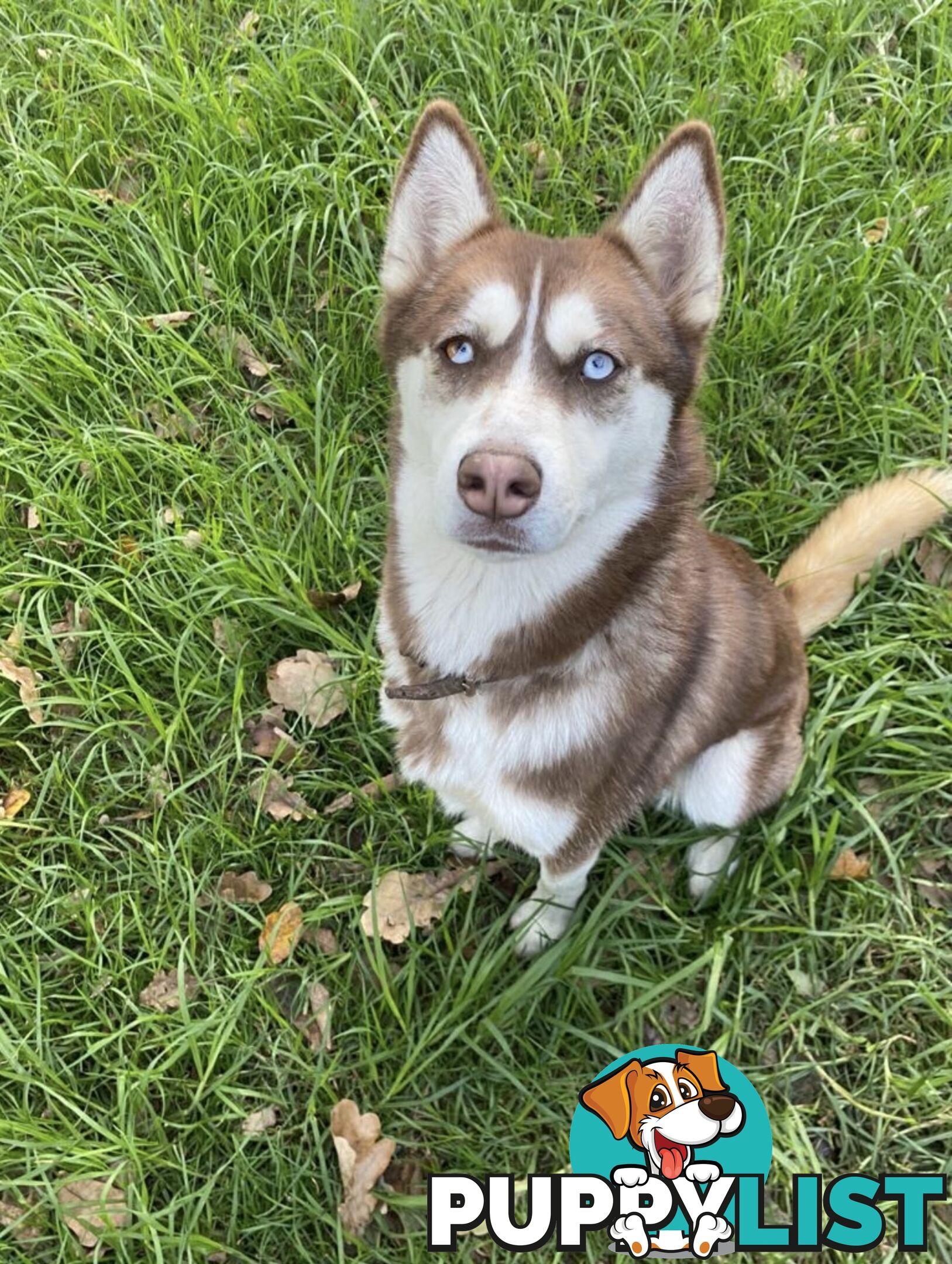 Siberian Husky