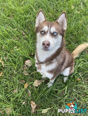 Siberian Husky