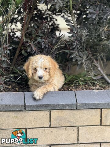 Toy poodle X Bagel