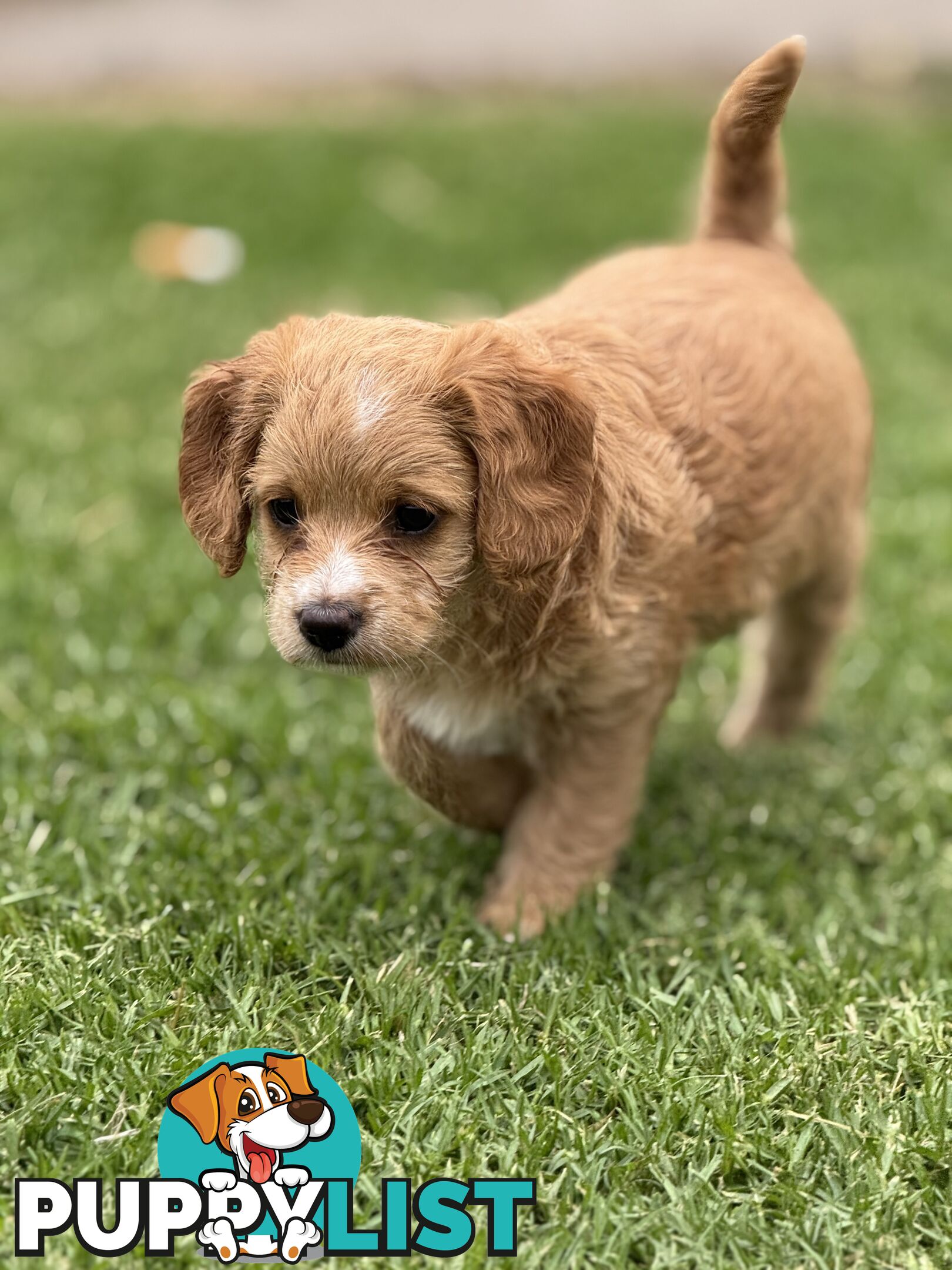 Toy poodle X Bagel