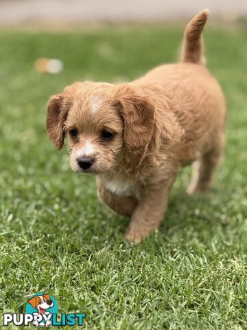 Toy poodle X Bagel