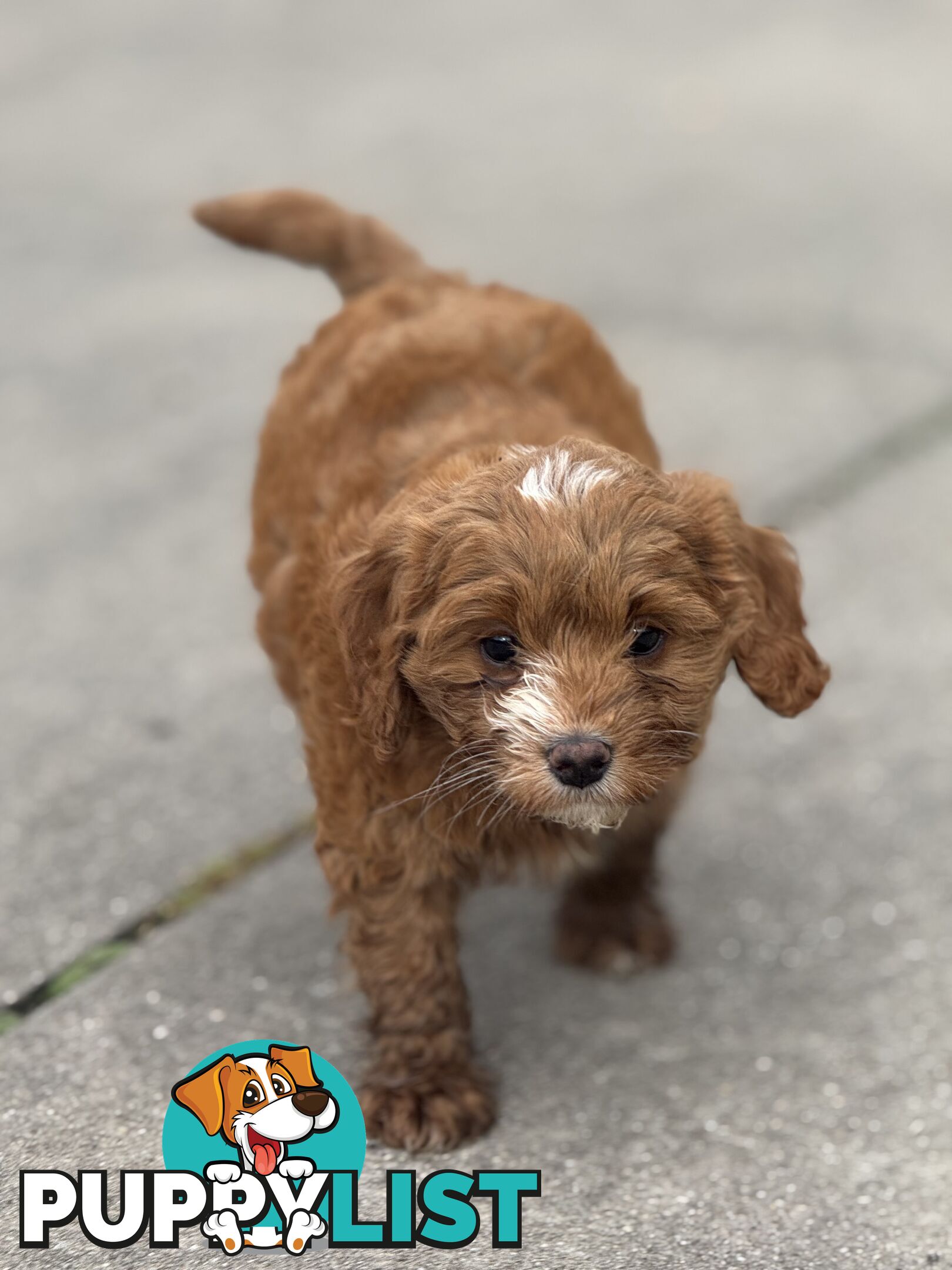 Toy poodle X Bagel