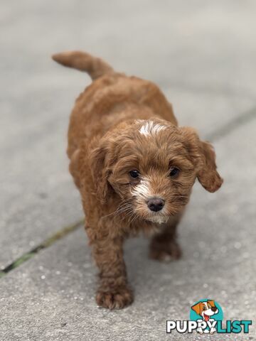 Toy poodle X Bagel