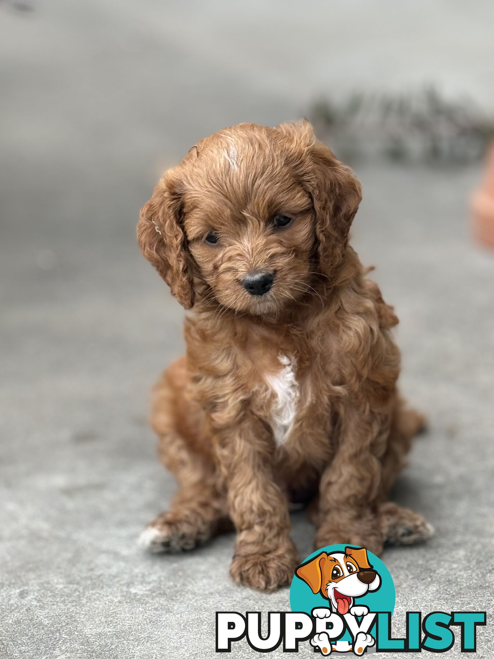 Toy poodle X Bagel