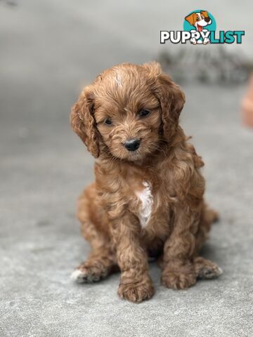 Toy poodle X Bagel