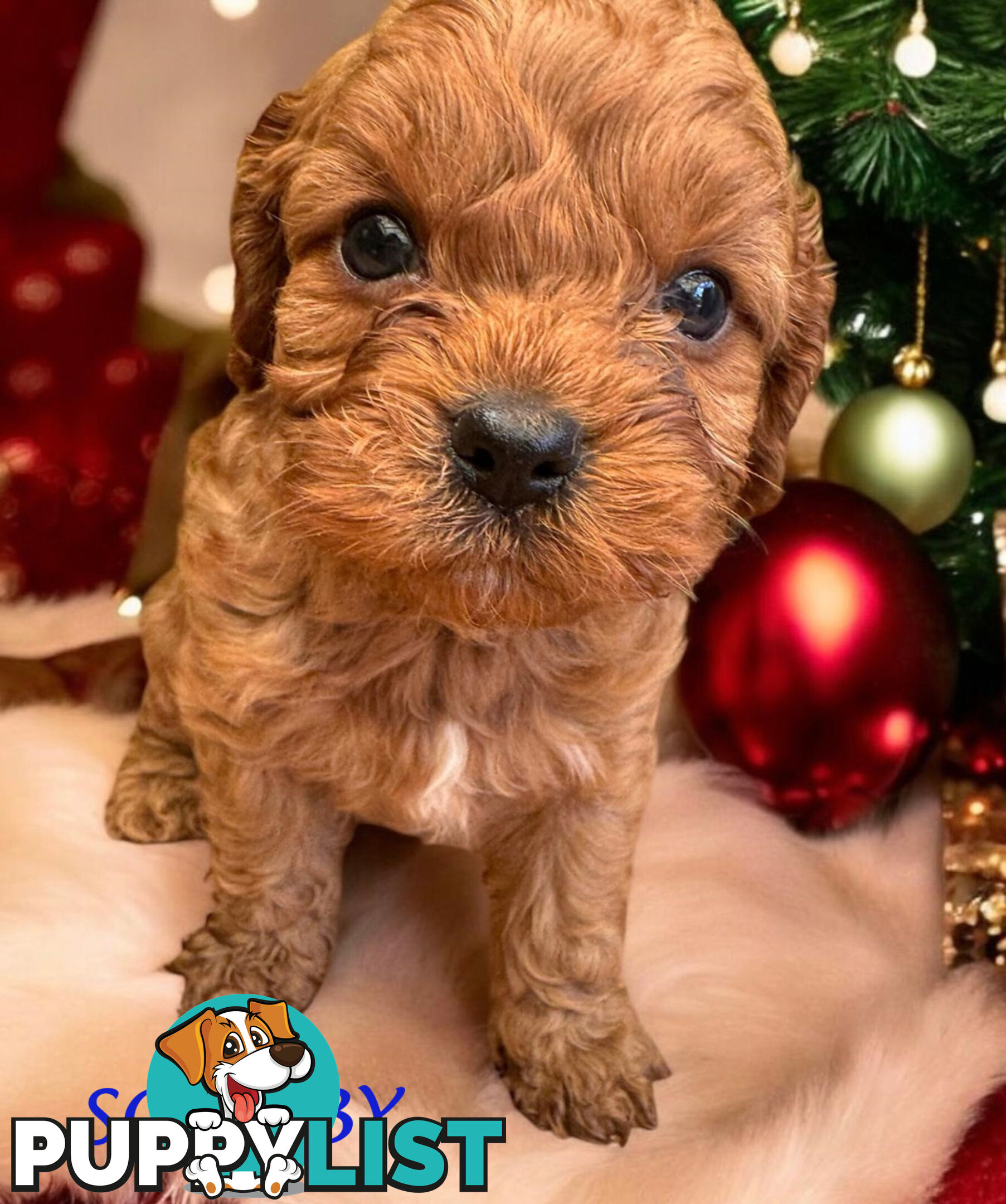 Just in Time for Christmas! Clear DNA 1st Gen Toy Cavoodles. Boronia Vic 3136