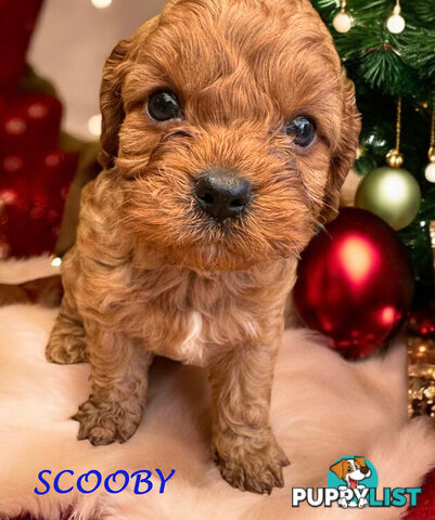 Just in Time for Christmas! Clear DNA 1st Gen Toy Cavoodles. Boronia Vic 3136