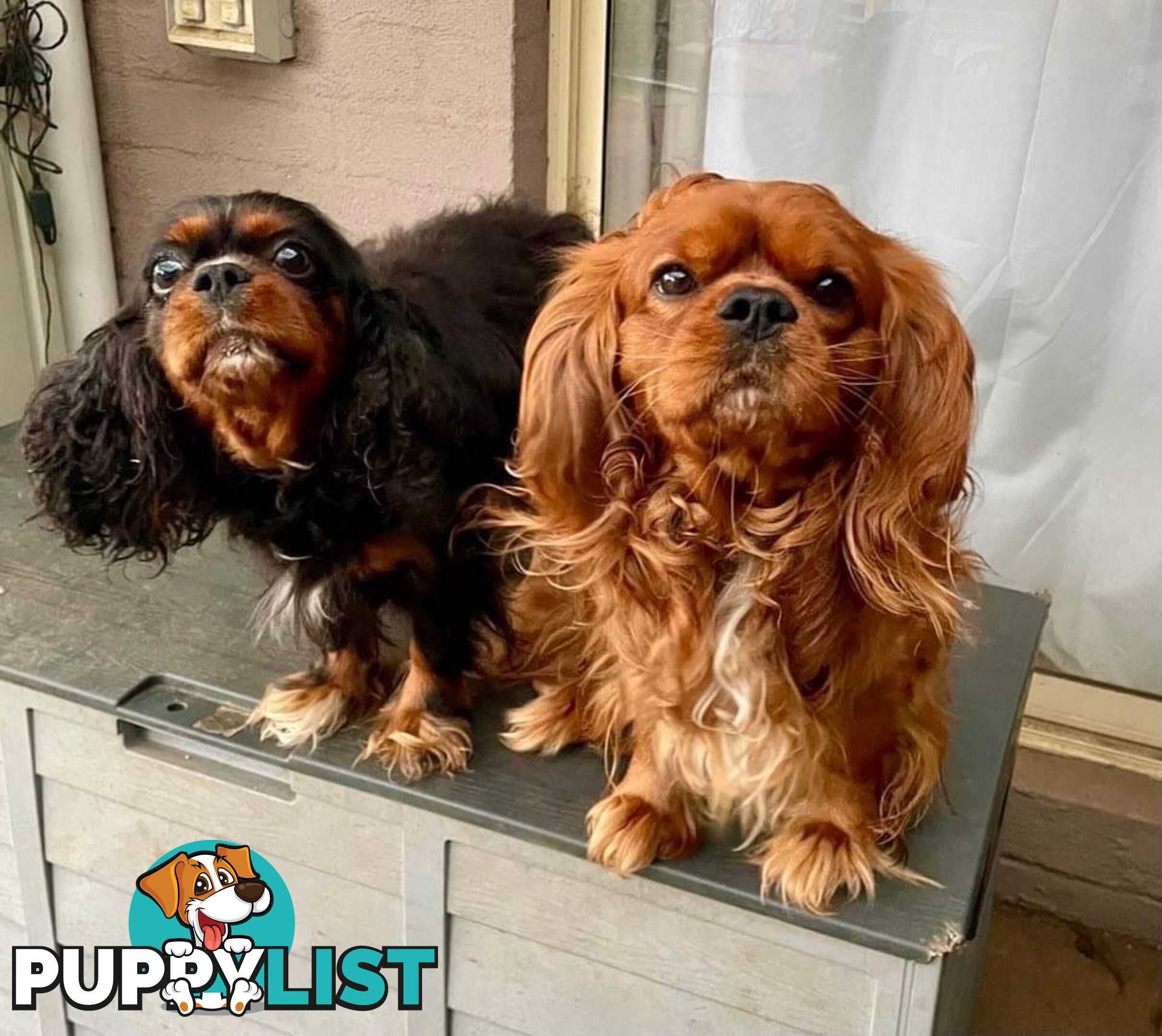 Cavalier King Charles Puppies