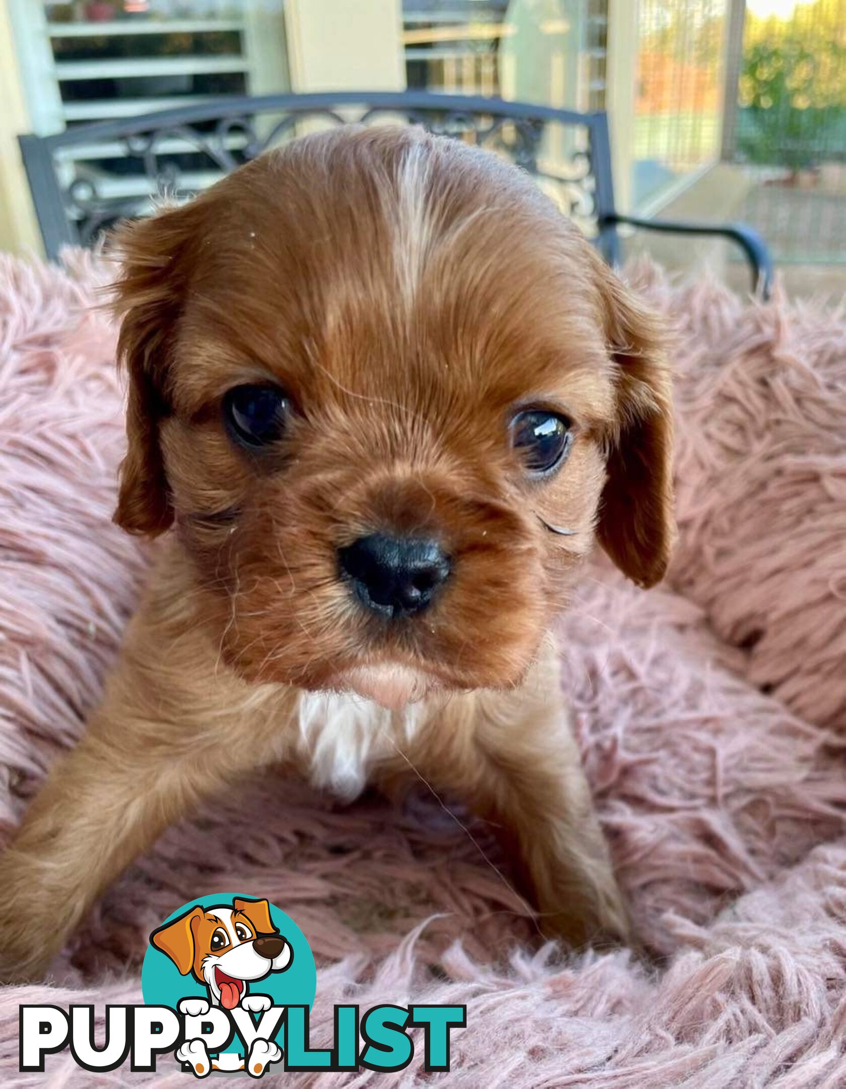 Cavalier King Charles Puppies