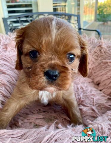 Cavalier King Charles Puppies