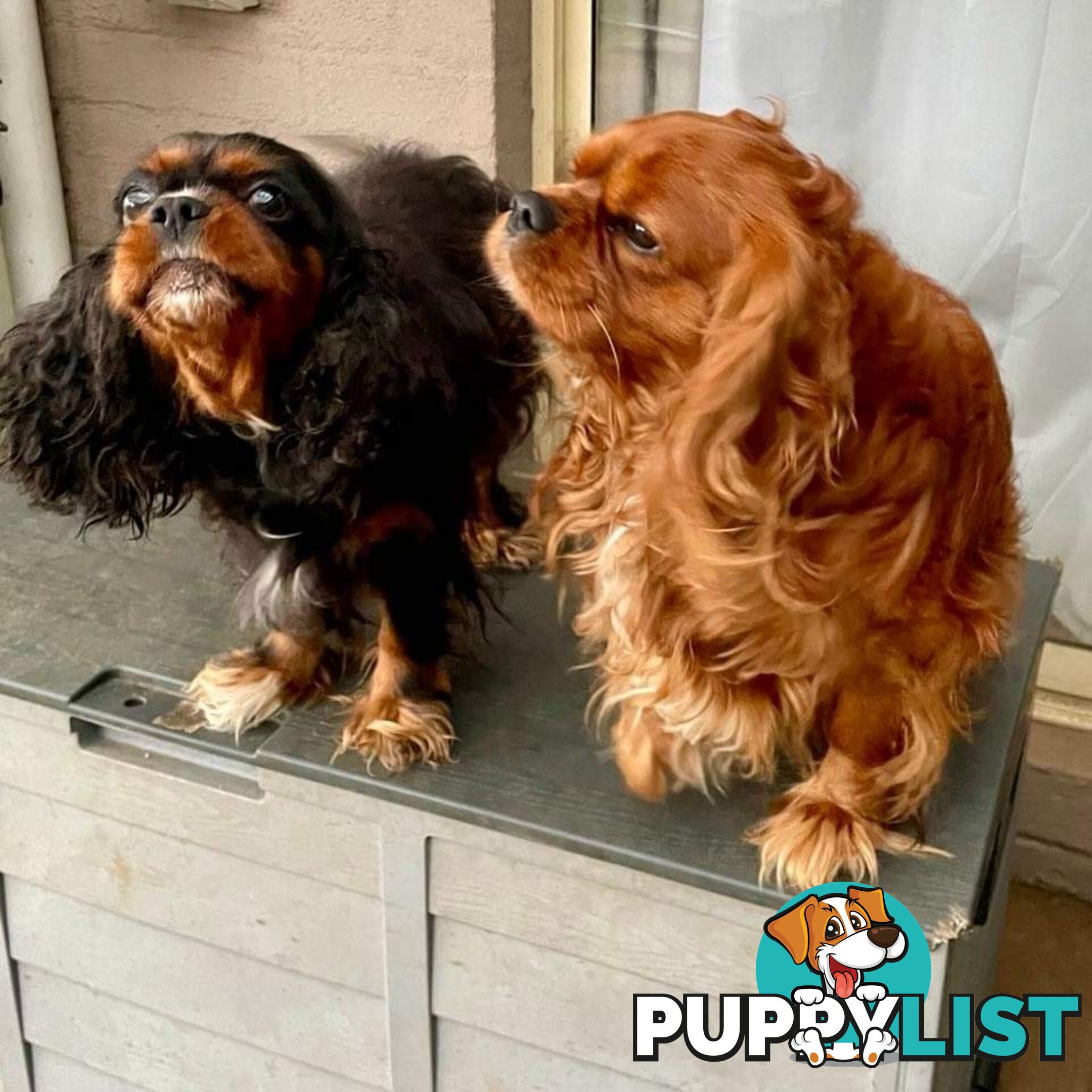 Cavalier King Charles Puppies