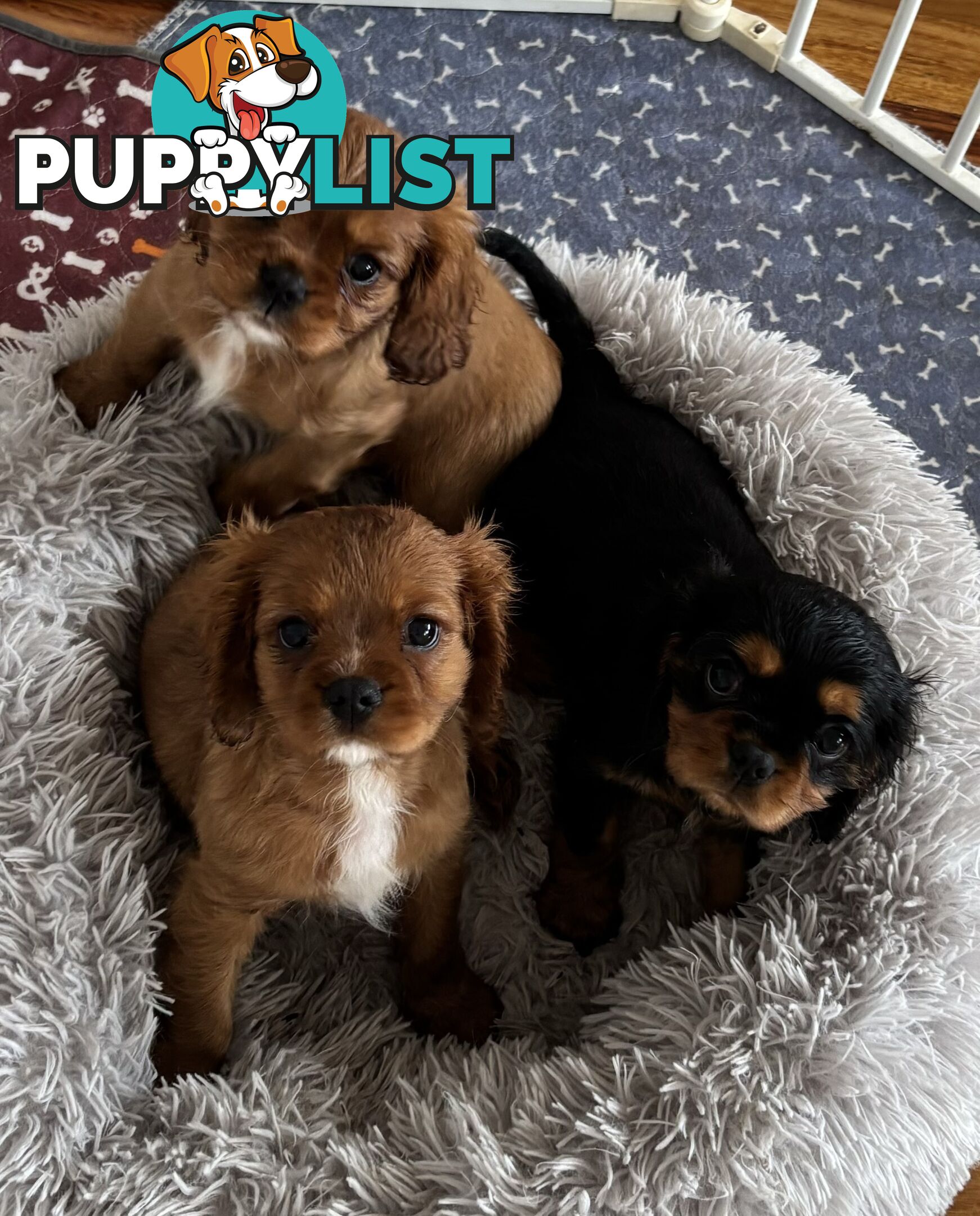 Cavalier King Charles Puppies