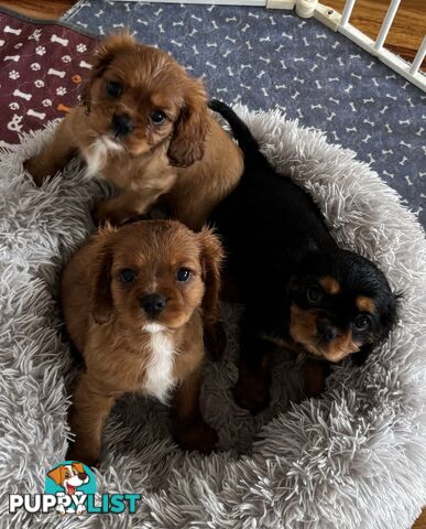 Cavalier King Charles Puppies