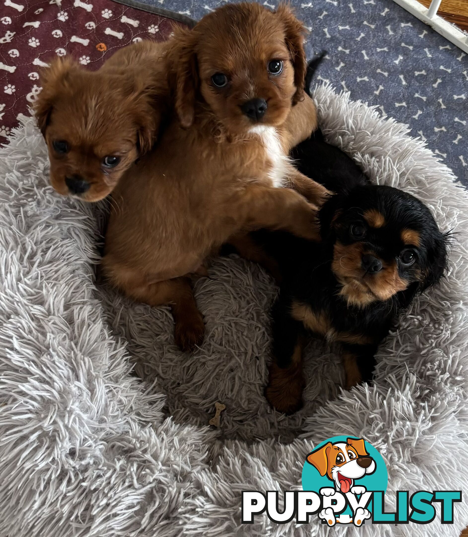 Cavalier King Charles Puppies