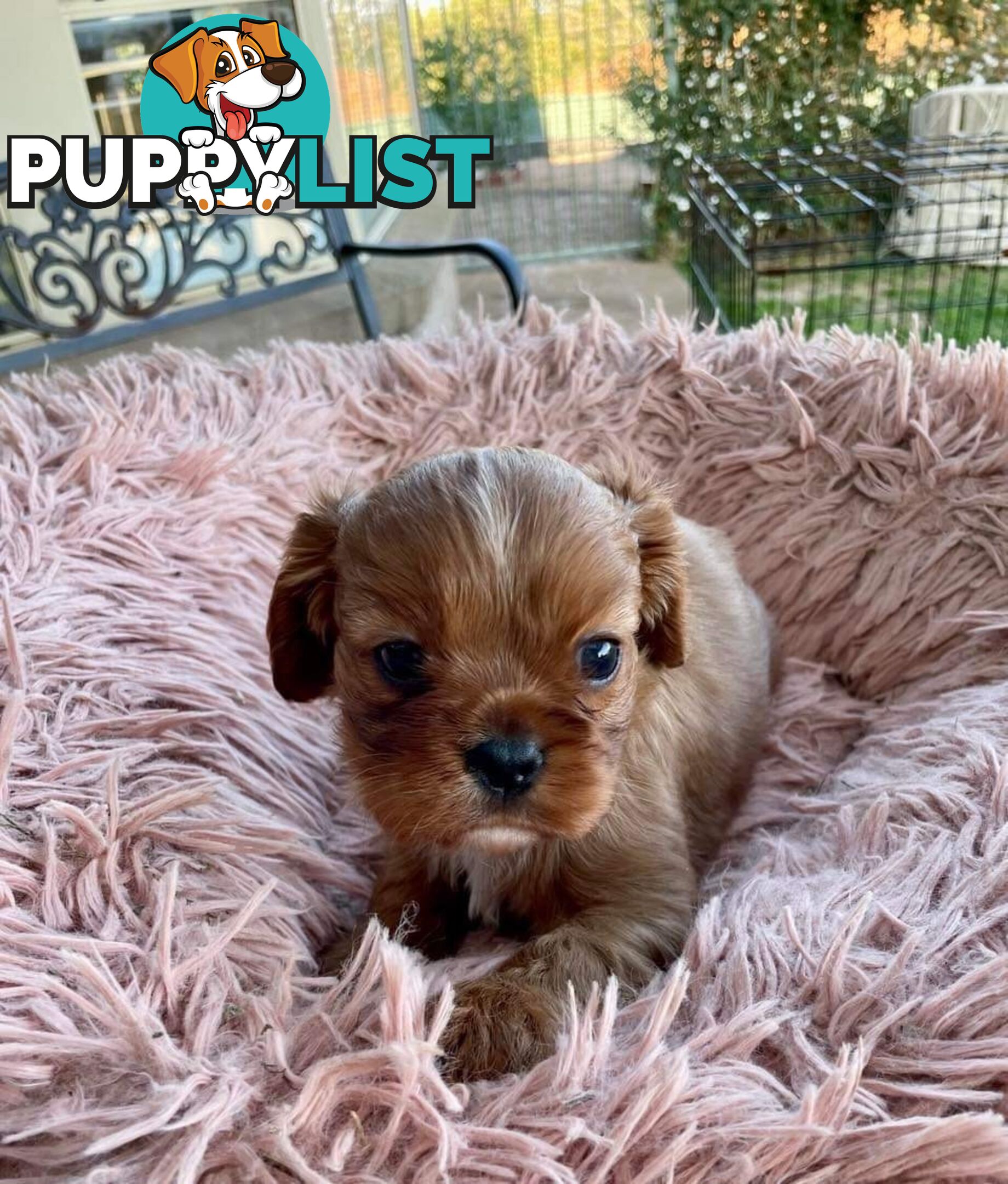 Cavalier King Charles Puppies