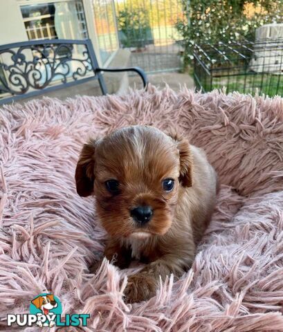 Cavalier King Charles Puppies