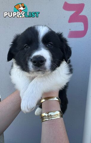 Purebred border collie puppies