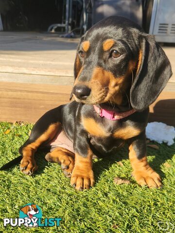 Pure Breed Miniature Dachshunds