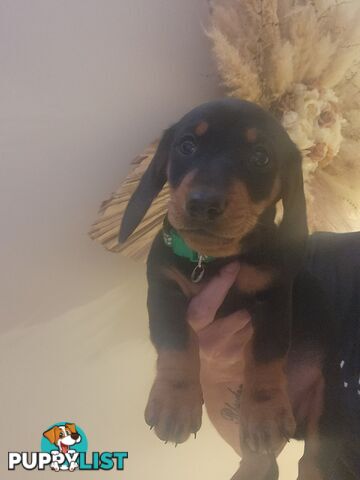 Pure Breed Miniature Dachshunds