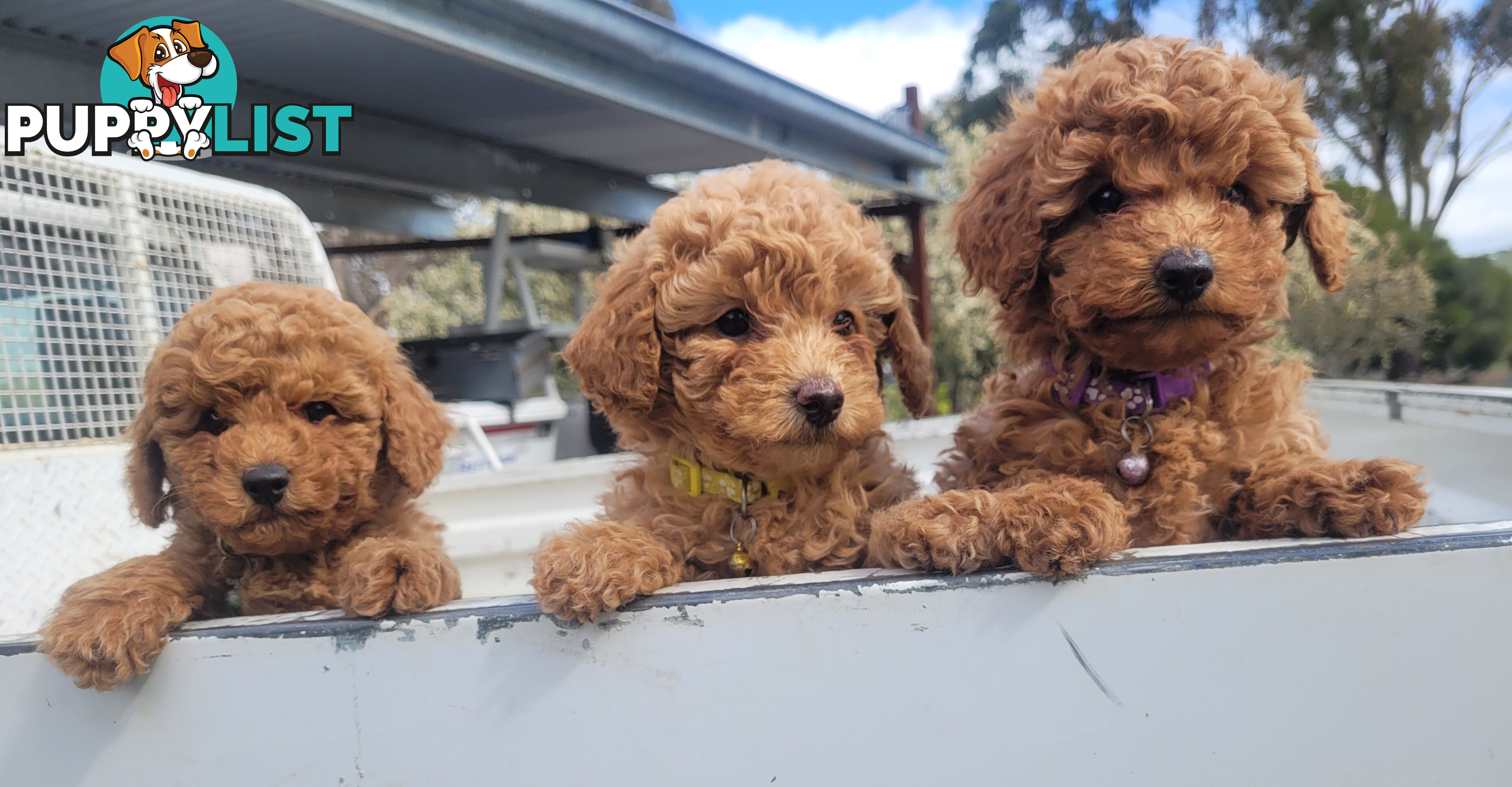 Toy poodle puppies