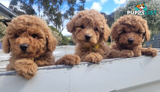 Toy poodle puppies