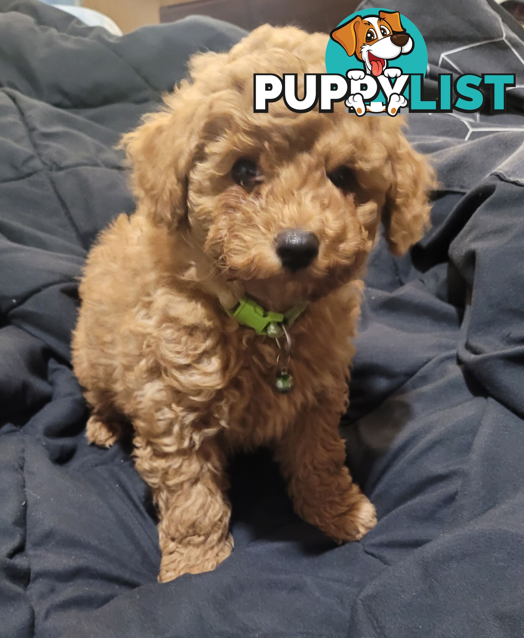 Toy poodle puppies