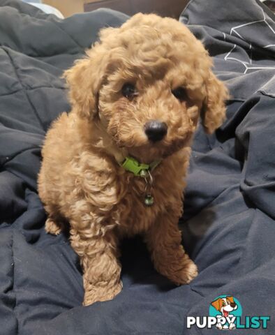 Toy poodle puppies