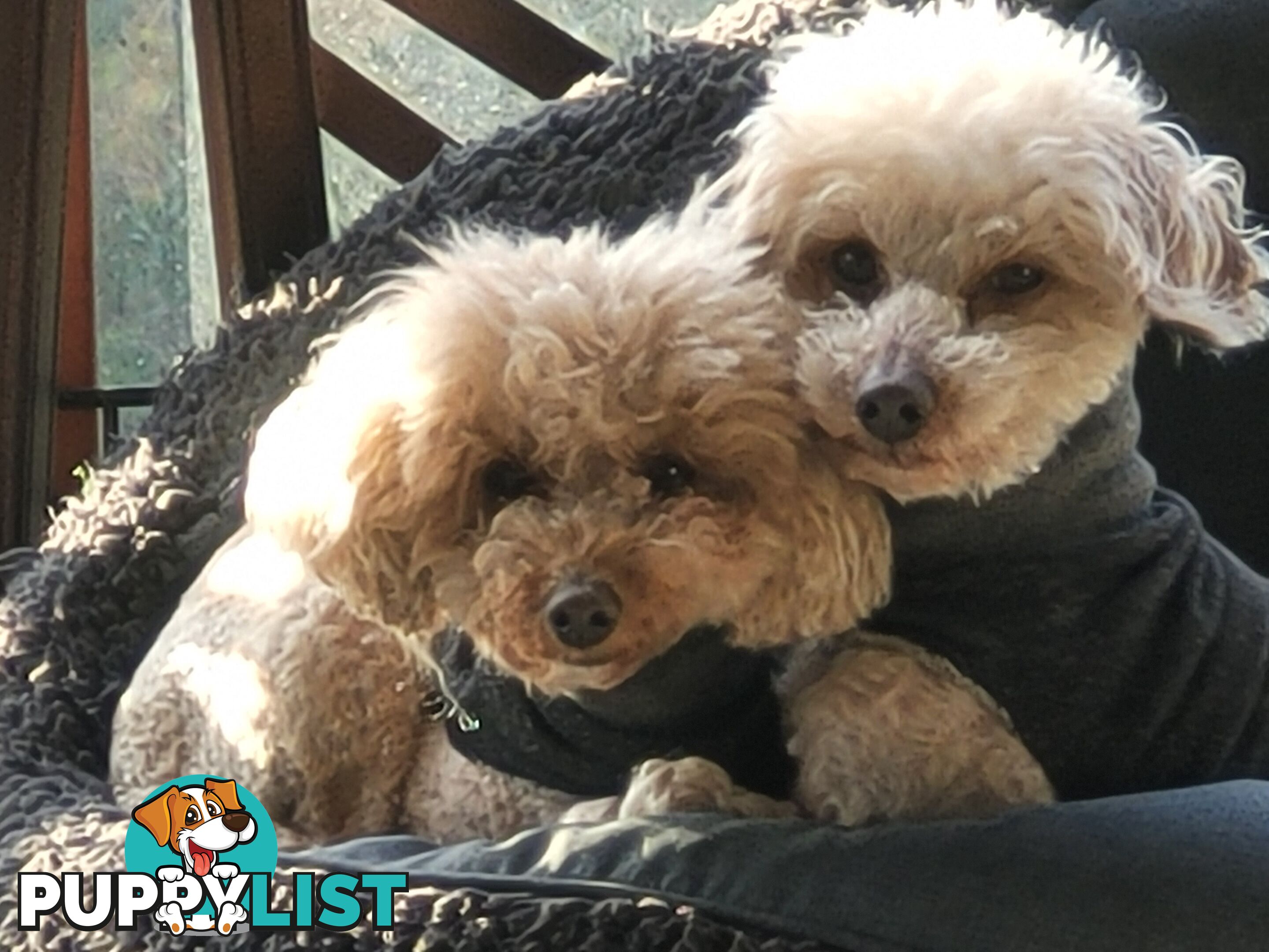 Toy poodle puppies