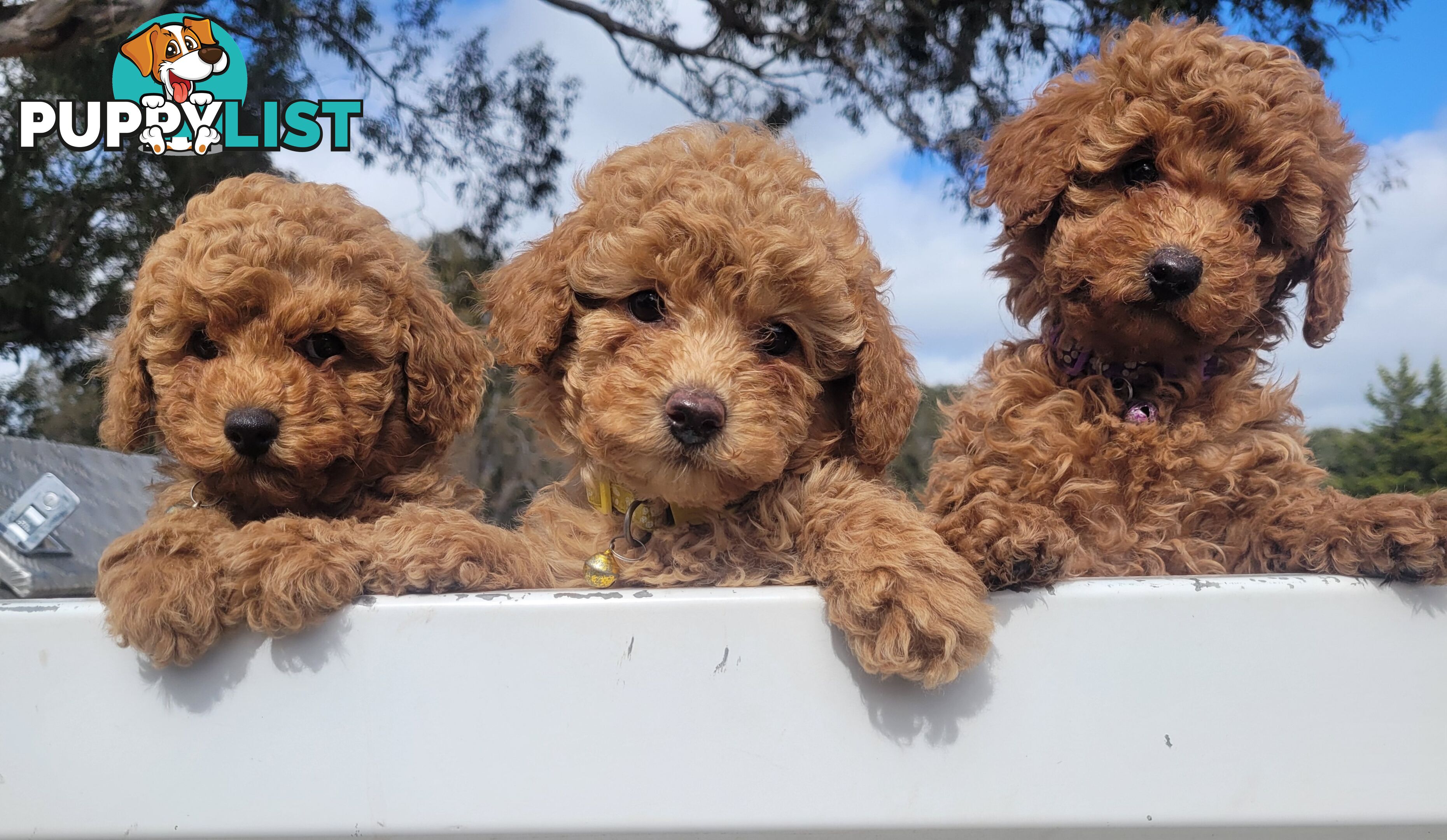 Toy poodle puppies