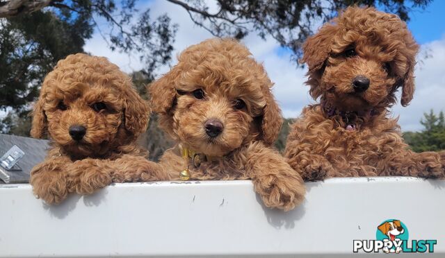 Toy poodle puppies