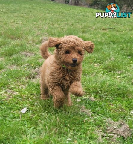 Toy poodle puppies