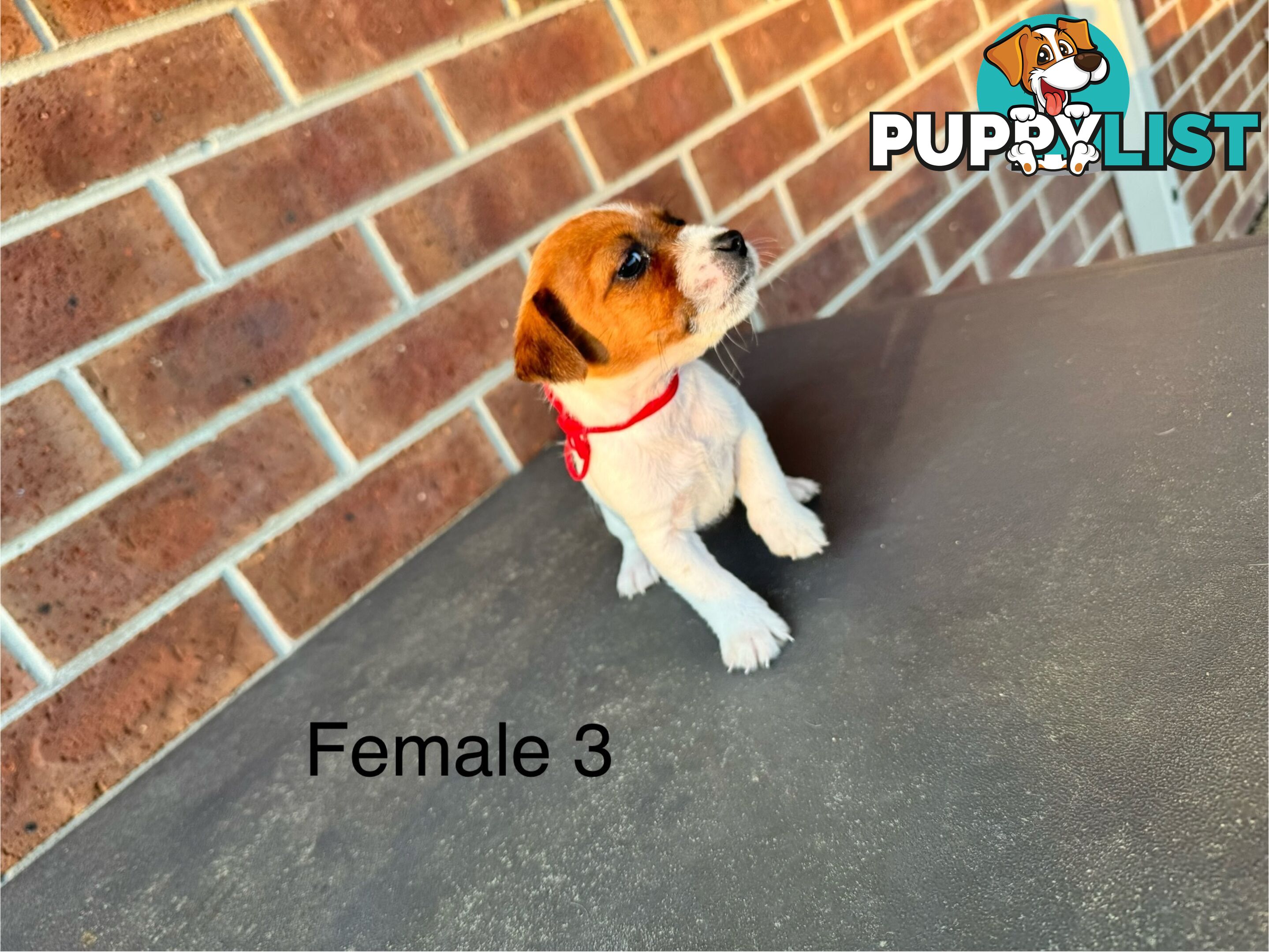 Jack Russel Terrier pups