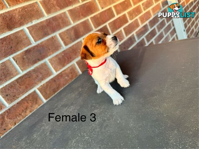 Jack Russel Terrier pups