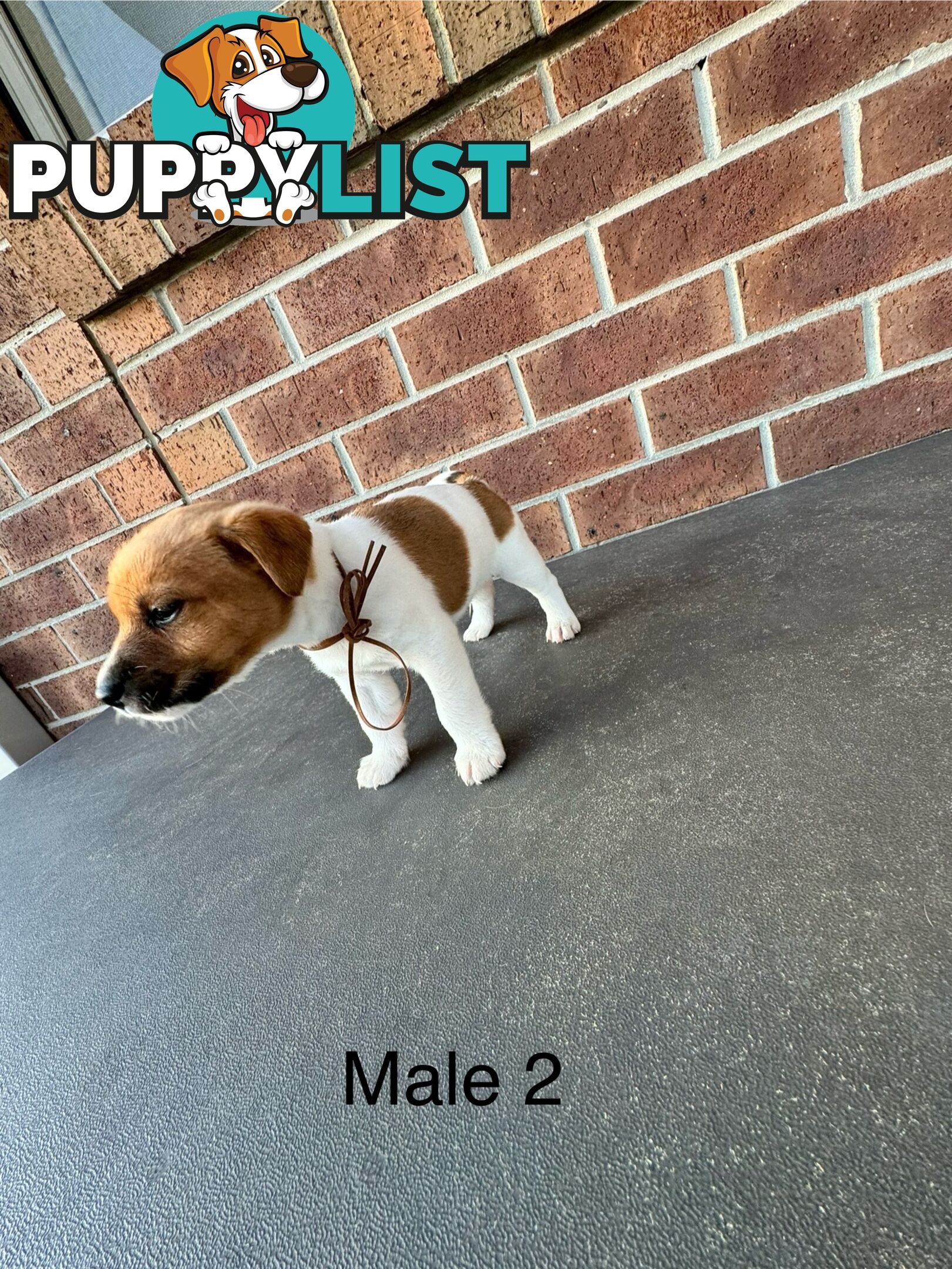 Jack Russel Terrier pups