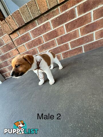 Jack Russel Terrier pups