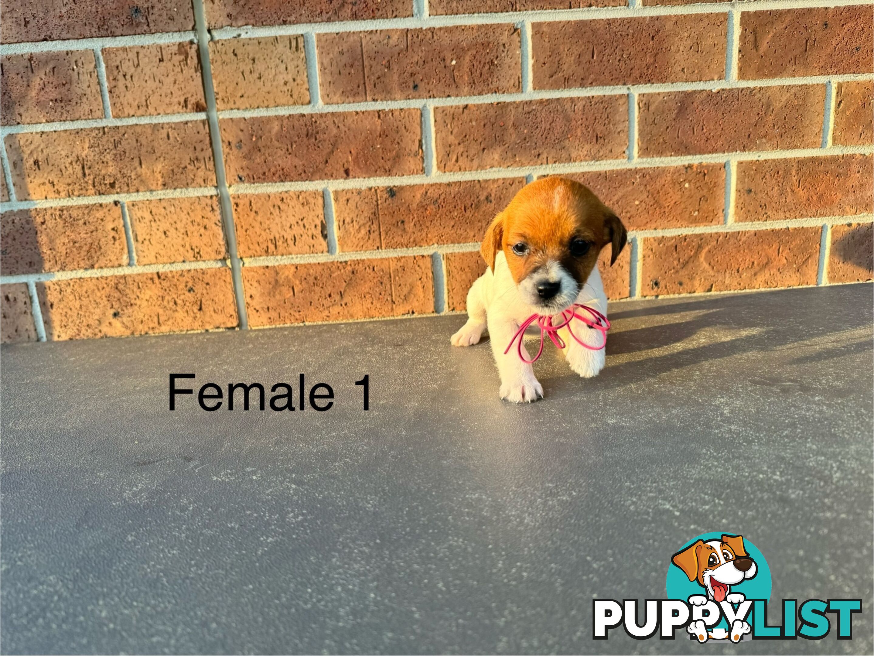 Jack Russel Terrier pups