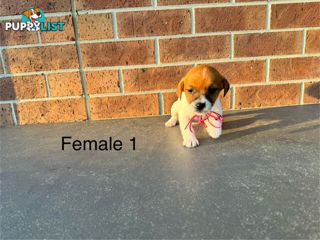 Jack Russel Terrier pups