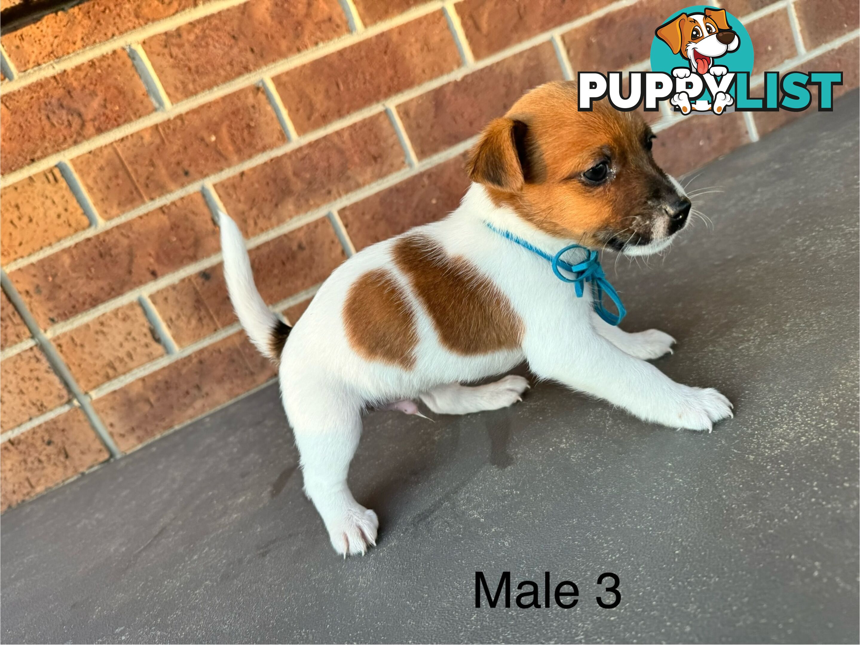 Jack Russel Terrier pups