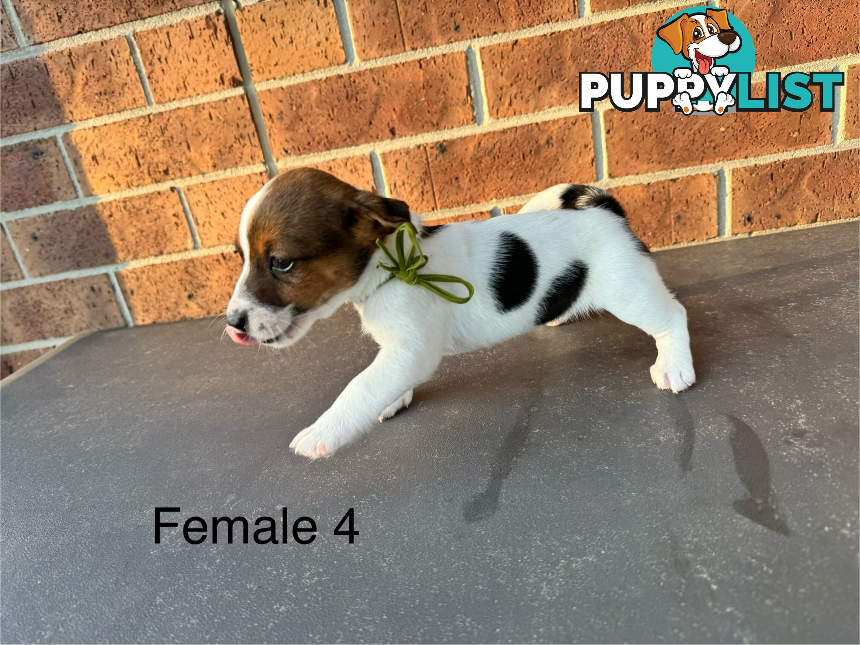 Jack Russel Terrier pups