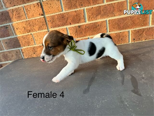 Jack Russel Terrier pups