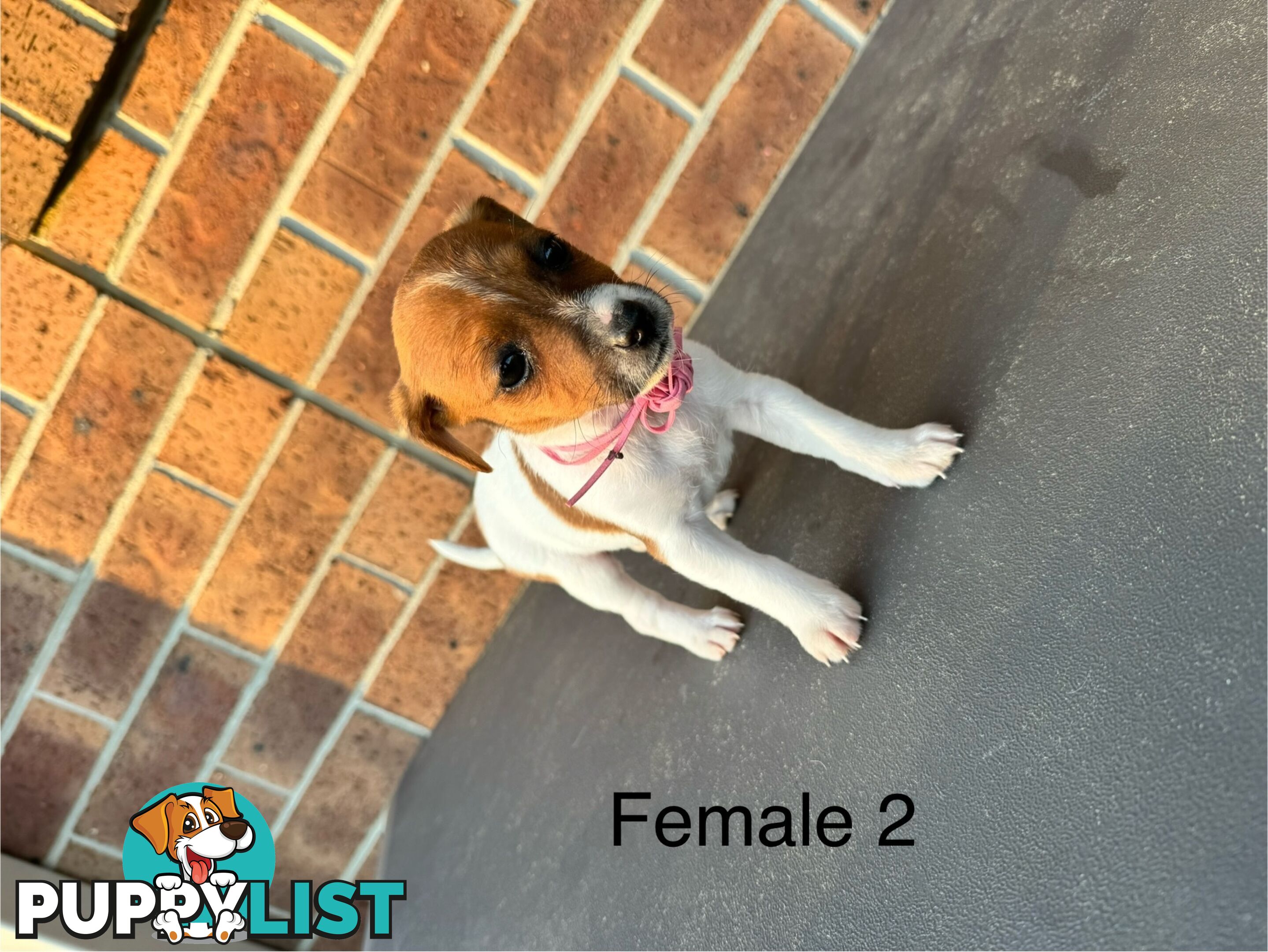 Jack Russel Terrier pups