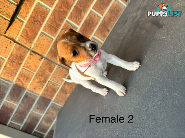 Jack Russel Terrier pups