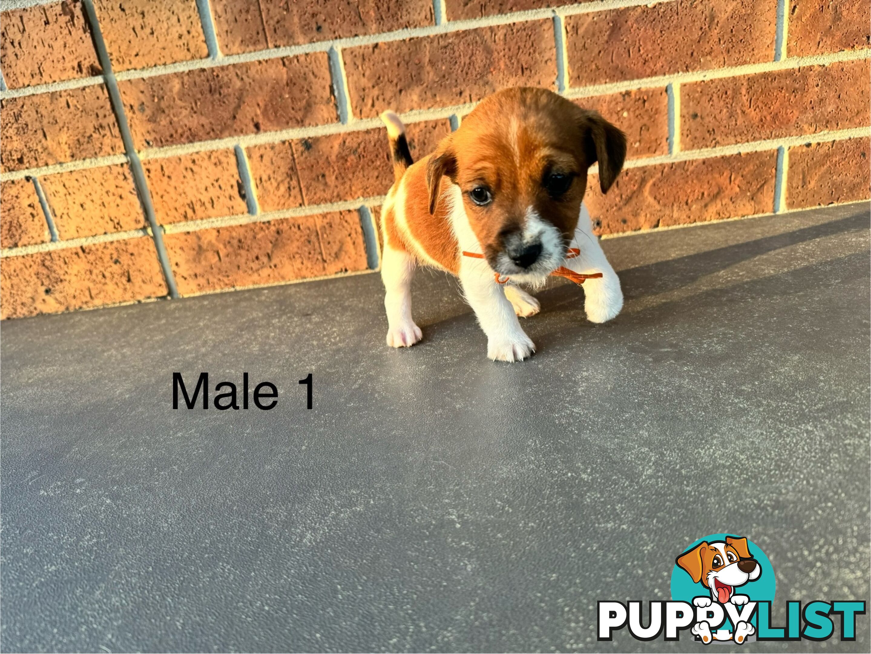 Jack Russel Terrier pups