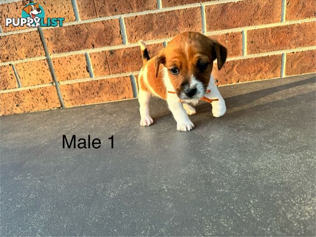 Jack Russel Terrier pups