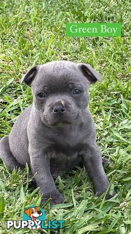 Blue English Staff Pups