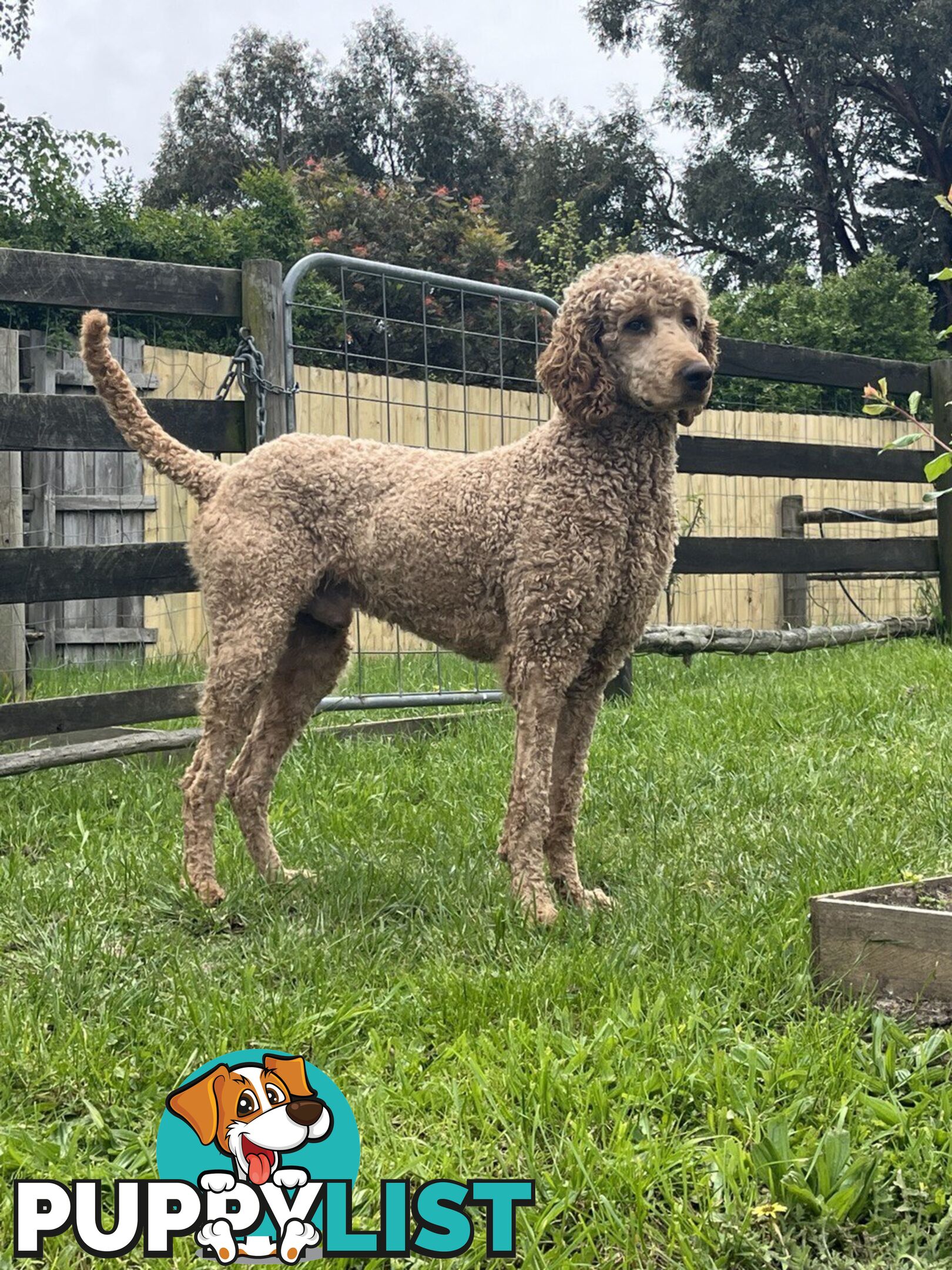 Standard Poodle Stud Service