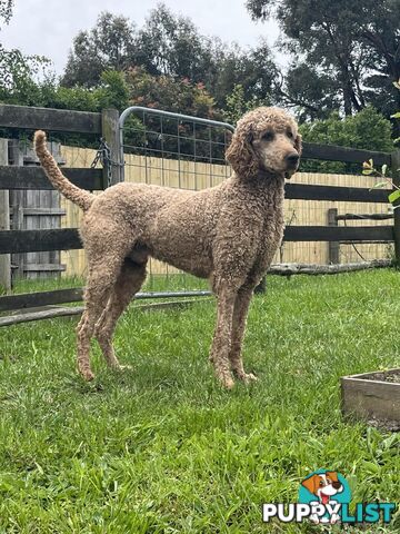 Standard Poodle Stud Service