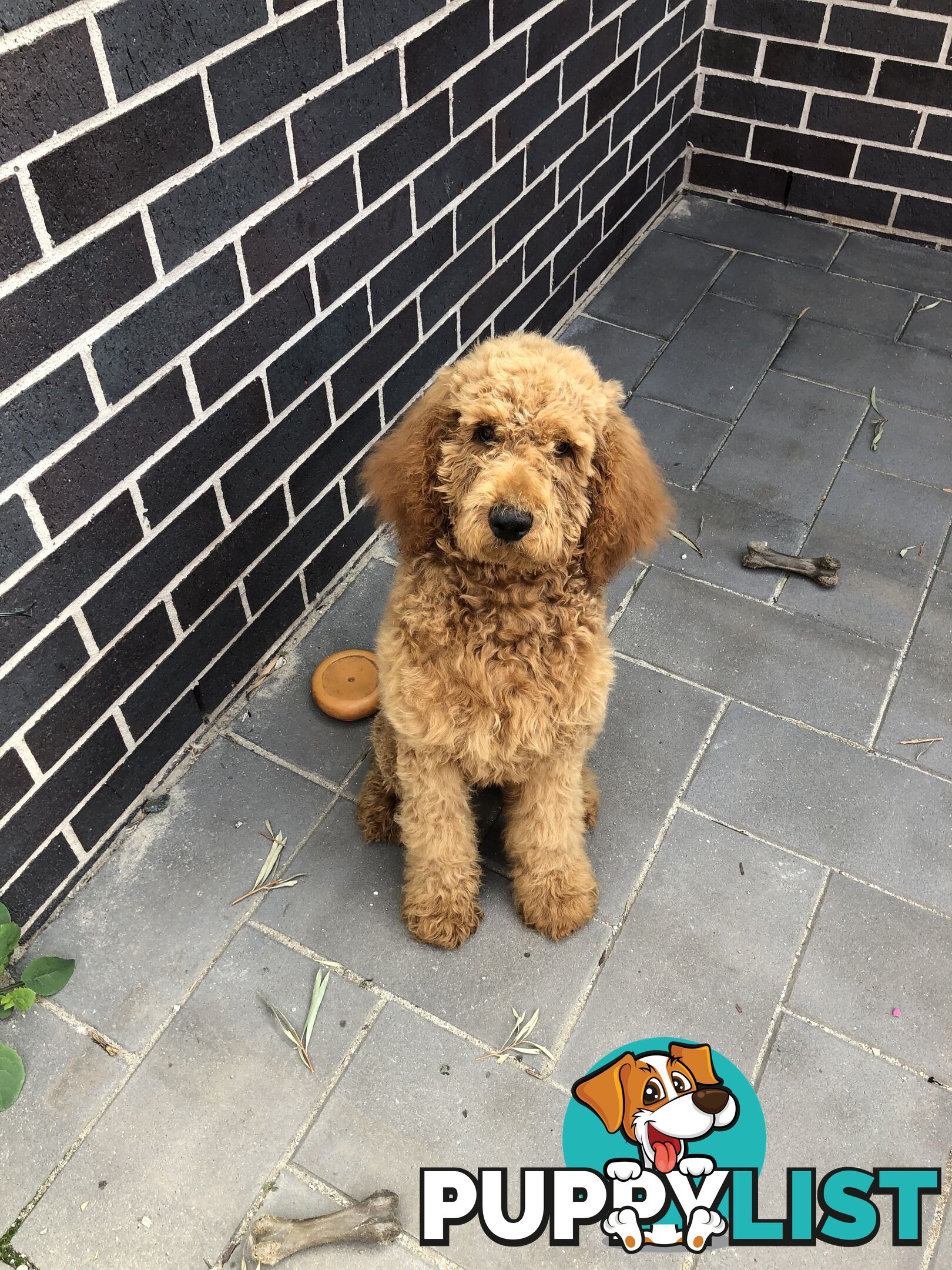 Standard Poodle Stud Service