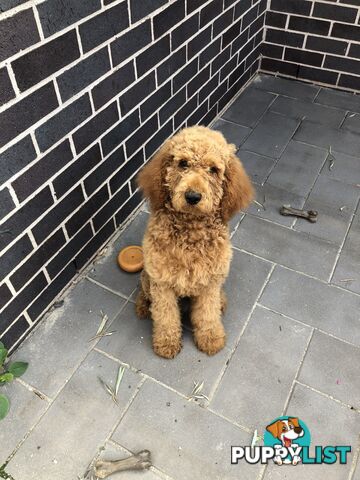 Standard Poodle Stud Service
