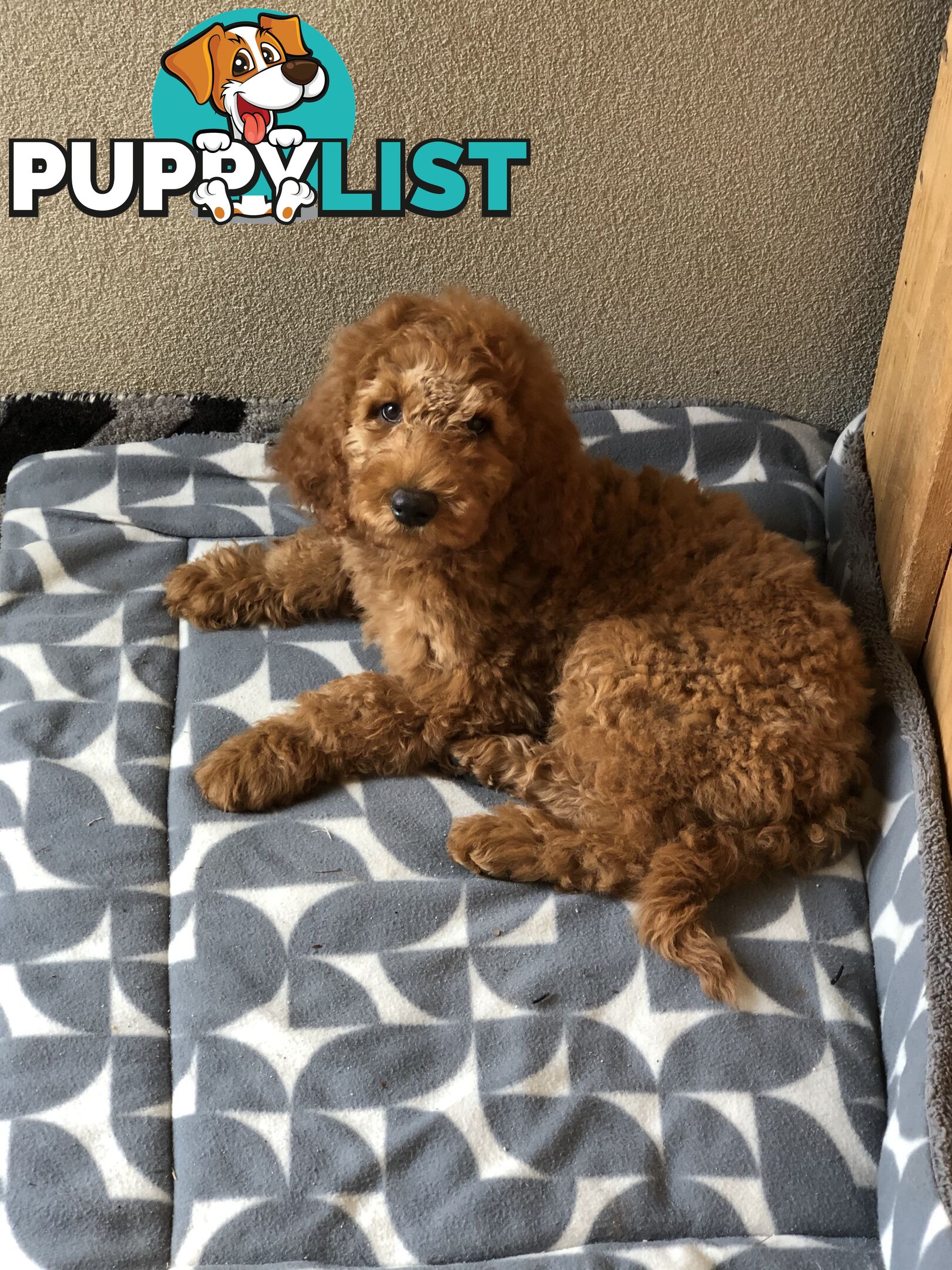 Standard Poodle Stud Service